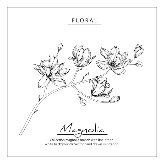 Vecteur dessins de fleurs de magnolia. illustrations botaniques dessinés à la main vintage.