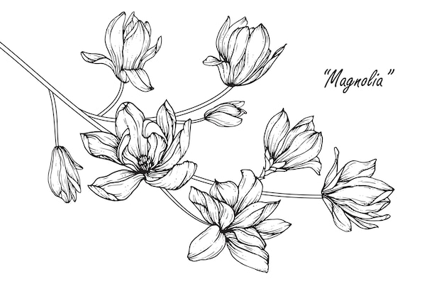 Vecteur dessins de fleurs de magnolia. illustrations botaniques dessinés à la main vintage.