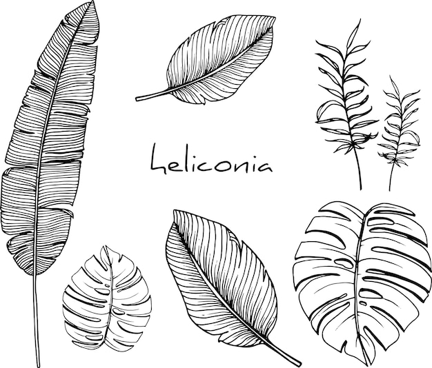 dessins d&#39;héliconia