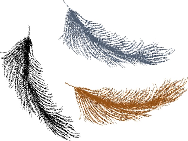 Vecteur dessins vectoriels de gribouillis de plumes d'oiseaux abstraites