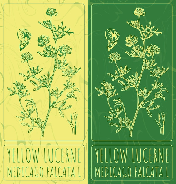 Vecteur dessins vectoriels jaune lucerne illustration dessinée à la main nom latin medicago falcata l