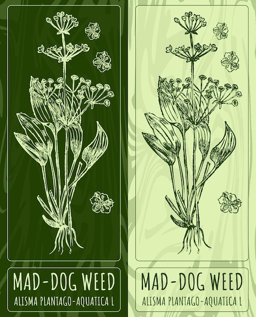 Vecteur des dessins vectoriels maddog weed illustration dessinée à la main nom latin alisma plantagoaquatica l