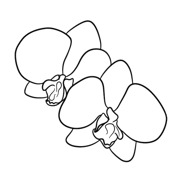 Deux Belles Fleurs D'orchidées Contour Dessin Dessin Au Trait