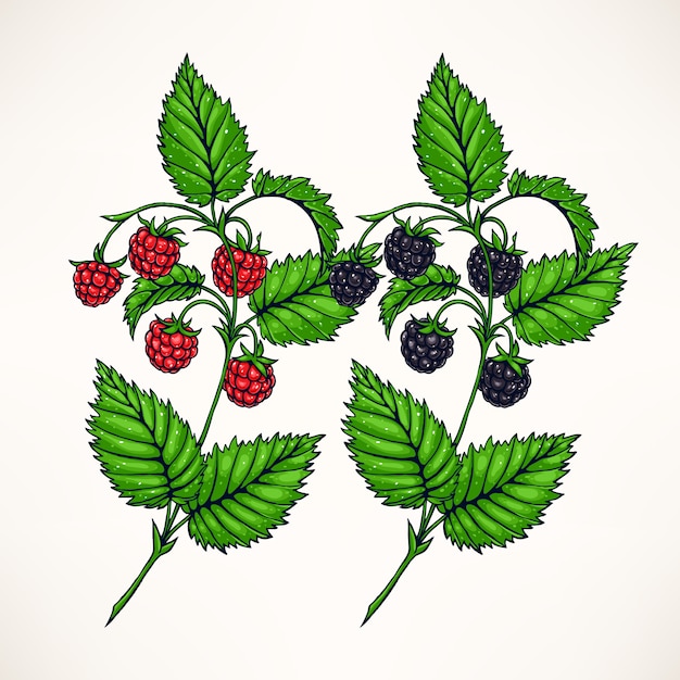 Vecteur deux brins dessinés à la main avec des framboises et des mûres