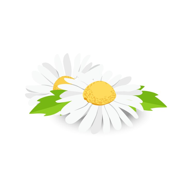 Vecteur deux camomille ou marguerites avec des feuilles isolées sur fond blanc vector