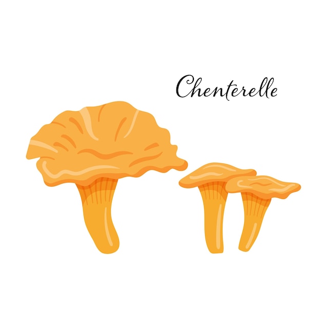 Deux Champignons Chenterelle Illustration De Vecteur De Dessin Animé Plat Isolé Sur Blanc Produit Forestier Naturel