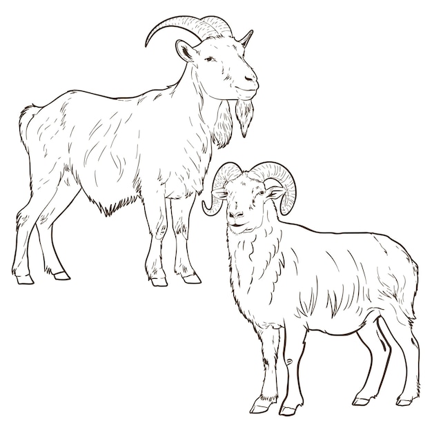 Deux chèvres dessin en ligne