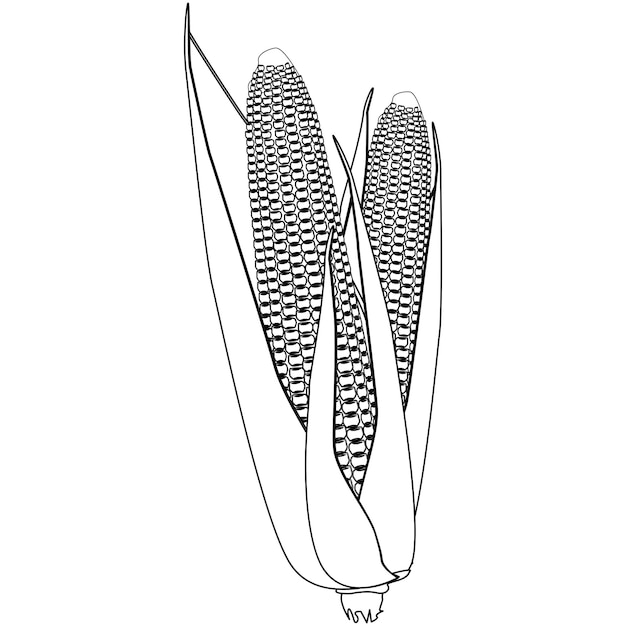 Vecteur deux épis de maïs contours avec des grains et des feuilles isolés sur fond blanc élément de conception