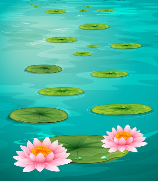 Deux fleurs de lotus et feuilles sur l&#39;eau