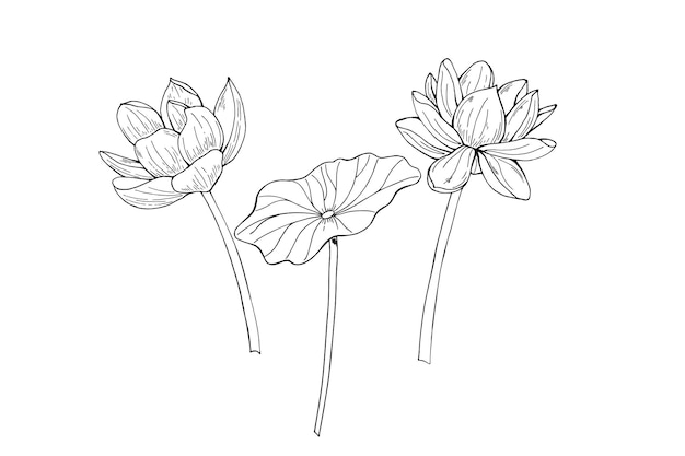 Deux fleurs de lotus en fleurs monochromes avec ligne de feuilles dessin à l'encre noire Vector d'illustration isolée peinte avec des encres noires Pour affiches cartes livres à colorier