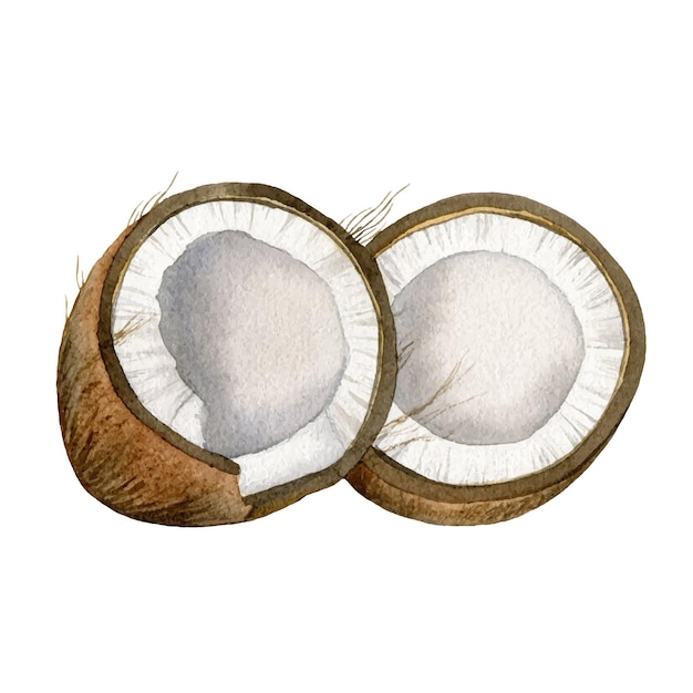 Deux Moitiés De Noix De Coco Concassée Isolé Sur Fond Blanc Illustration Aquarelle Peinte à La Main