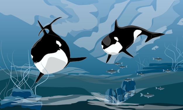 Vecteur deux orques nagent dans les eaux sombres et froides de l'océan orcinus orca