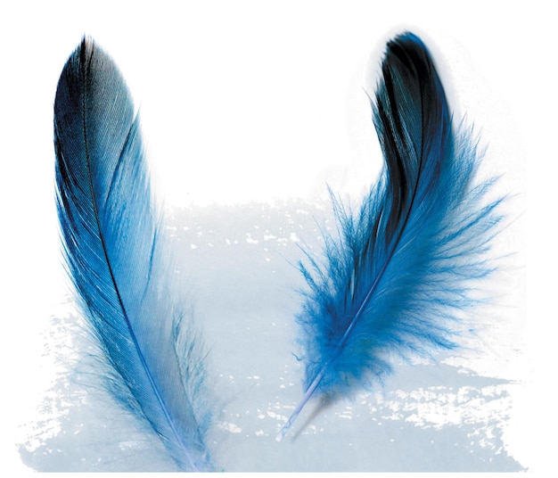 Deux plumes bleues avec les mots plumes bleues dessus