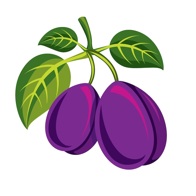 Deux Prunes Vectorielles Simples Violettes Avec Des Feuilles Vertes, Illustration De Fruits Sucrés Mûrs. Aliments Sains Et Biologiques, Symbole De La Saison Des Récoltes.