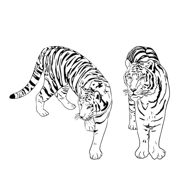 Deux Tigres Silhouettes Noires Sur Fond Blanc Croquis Réaliste Simple De Tigre Chinois