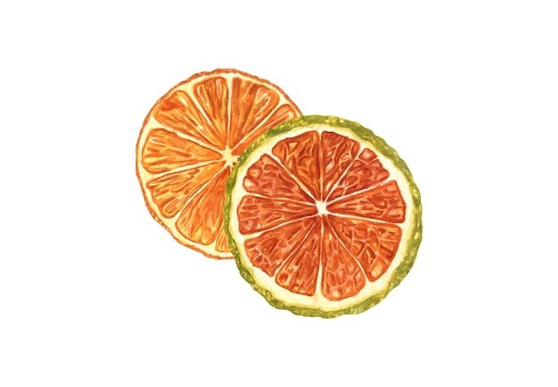 Deux tranches de fruits d'orange séchés illustration à l'aquarelle arrière-plan isolé Ingrédients d'agrumes pour le vin chaud ou l'alcool décor de boisson sans alcool Ensemble de produits cosmétiques ou alimentaires Décoration naturelle de Noël