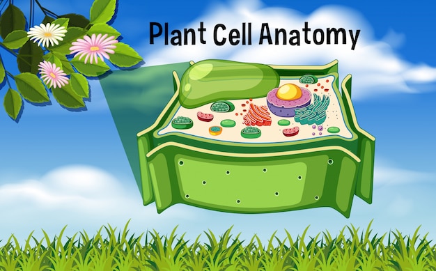 Vecteur diagramme d'anatomie de cellule végétale