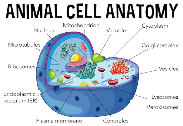 Vecteur diagramme de l'anatomie des cellules animales