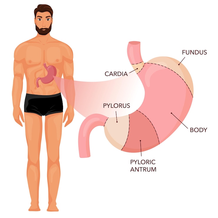 Vecteur diagramme d'anatomie de l'estomac avec le corps humain