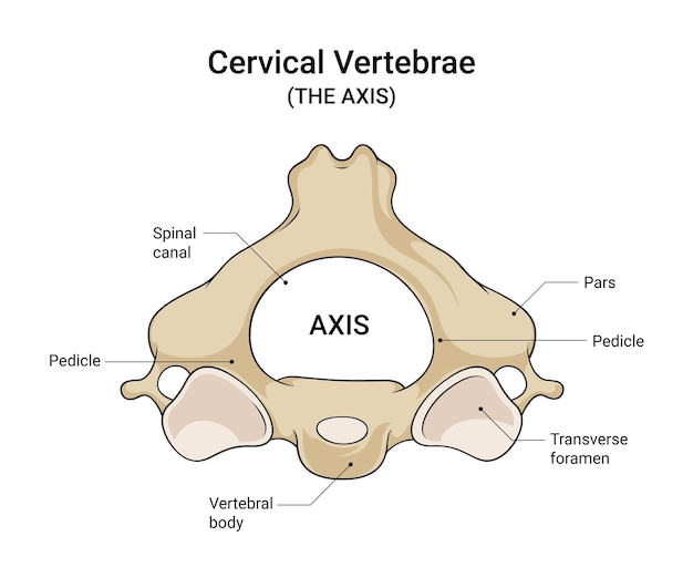 Diagramme de l'anatomie des vertèbres de l'axe C2