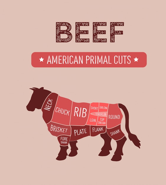 Vecteur diagramme de coupes de viande de bœuf primal américain, schéma de boucherie, la couleur indique des qualités de viande de qualité supérieure