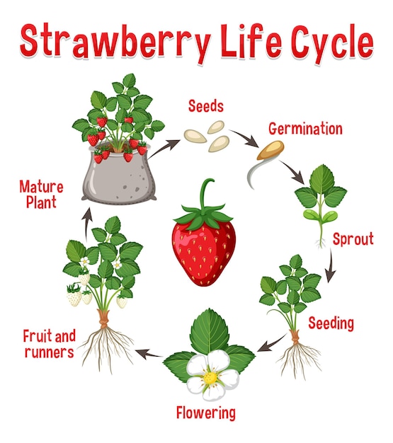 Vecteur diagramme du cycle de vie de la fraise