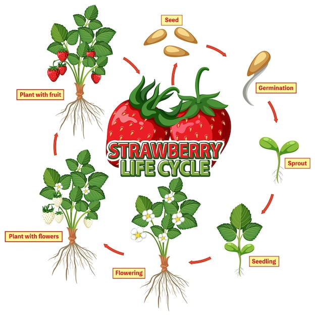 Vecteur diagramme du cycle de vie de la fraise