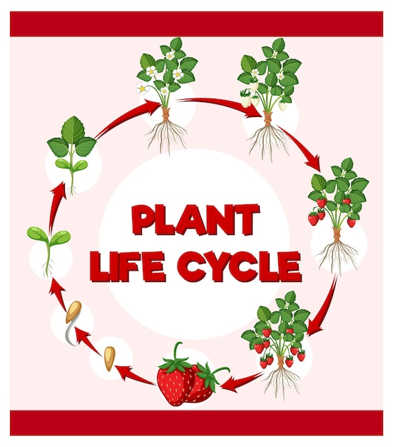 Diagramme Du Cycle De Vie De La Fraise