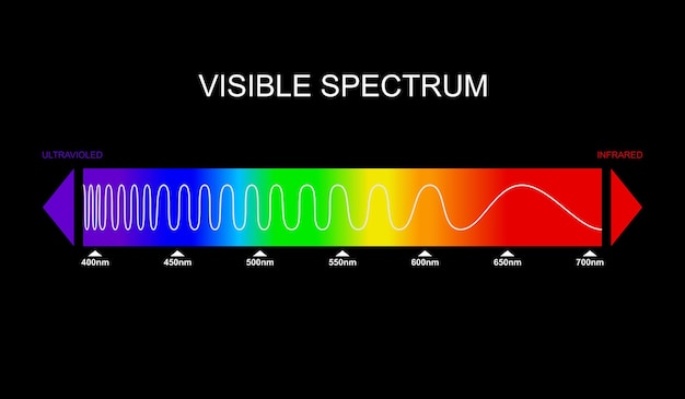 Vecteur diagramme du spectre de la lumière visible partie du spectre électromagnétique visible à l'œil humain