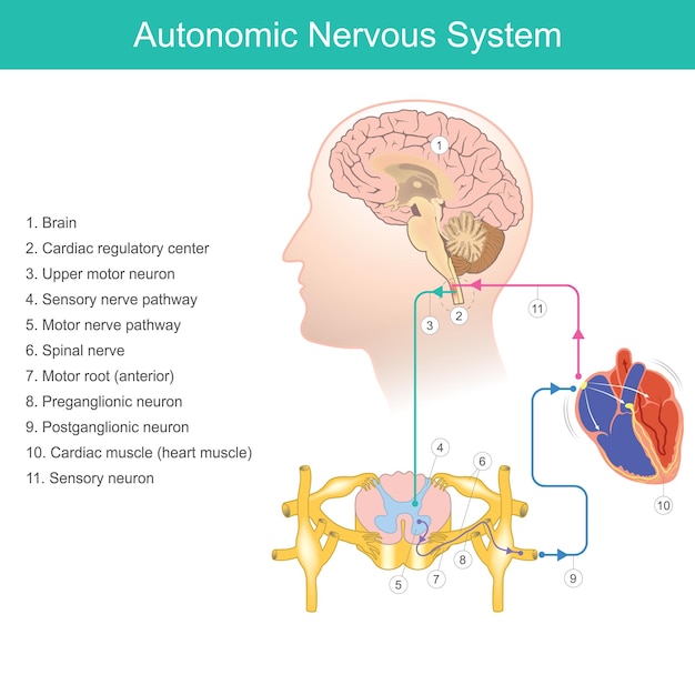 Diagramme Du Système Nerveux Autonome Un Composant Du Système Nerveux Périphérique Ce Système Traite La Fréquence Cardiaque La Pression Artérielle La Respiration La Digestion Et L'excitation Sexuellexa