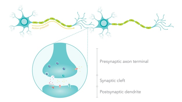 Vecteur diagramme d'illustration du vecteur scientifique du potentiel de la membrane d'action