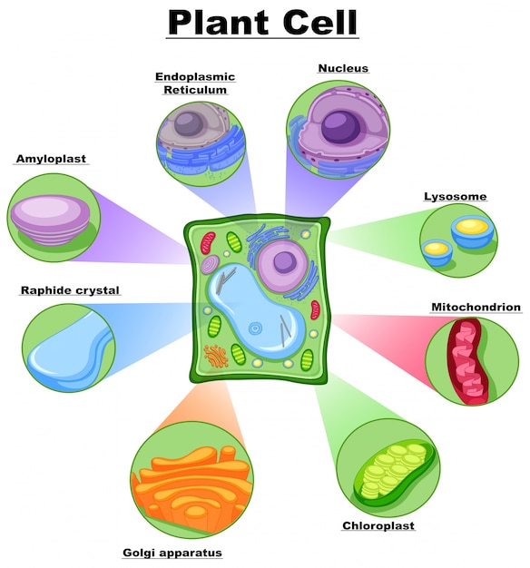 Vecteur diagramme montrant la cellule végétale