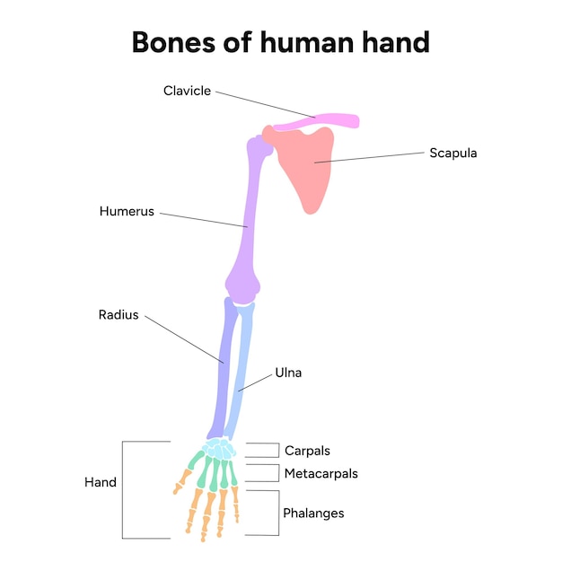 Vecteur diagramme montrant les os de l'épaule de la main humaine