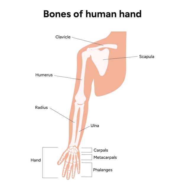 Vecteur diagramme montrant les os de l'épaule de la main humaine