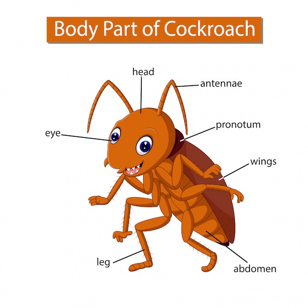 Vecteur diagramme montrant une partie du corps d'une blatte