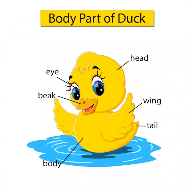 Diagramme Montrant Une Partie Du Corps D'un Canard