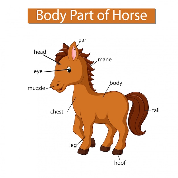 Diagramme Montrant Une Partie Du Corps D'un Cheval