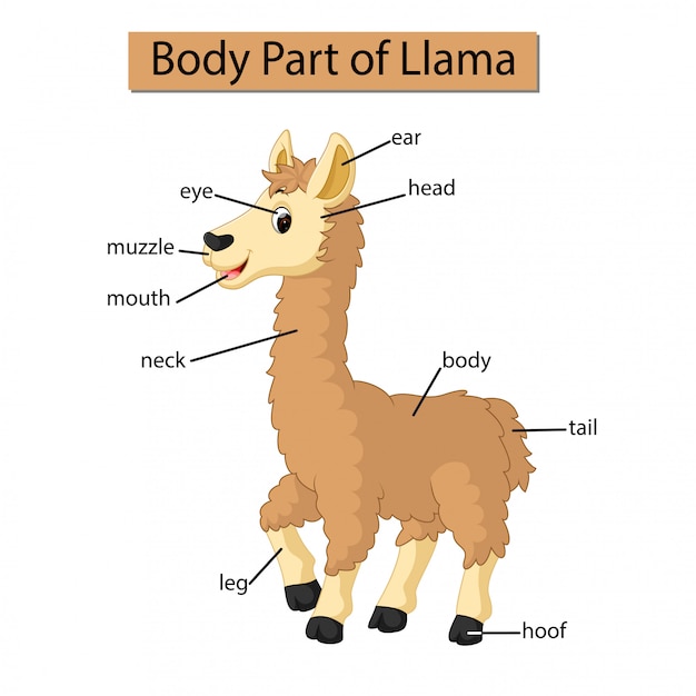 Diagramme Montrant Une Partie Du Corps D'un Lama