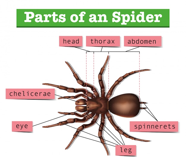 Diagramme Montrant Les Parties De L'araignée