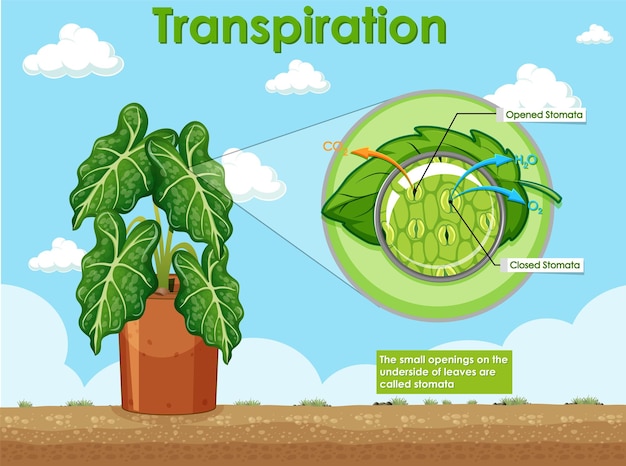 Diagramme Montrant La Transpiration Dans La Plante