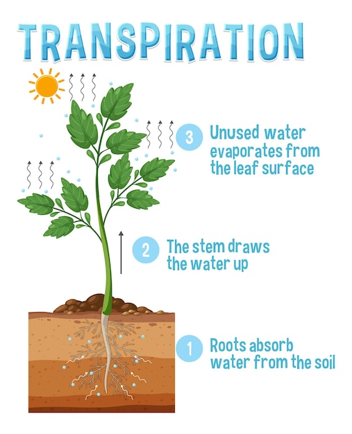 Diagramme Montrant La Transpiration Des Plantes