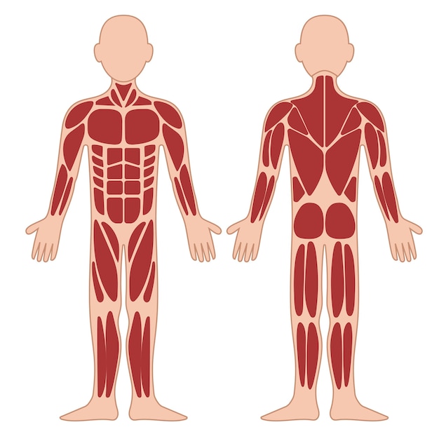 Le diagramme des muscles Description Corps musclé homme.