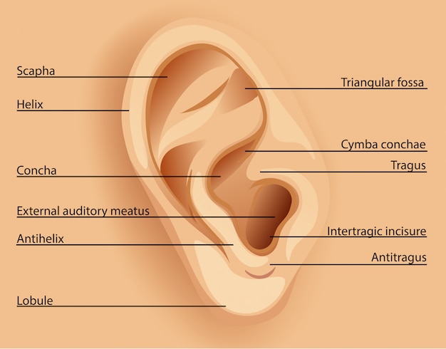 Vecteur diagramme de l'oreille