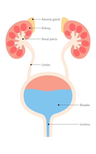 Vecteur diagramme des organes urinaires les reins les glandes surrénales le bassin rénal les uréters la vessie l'urètre