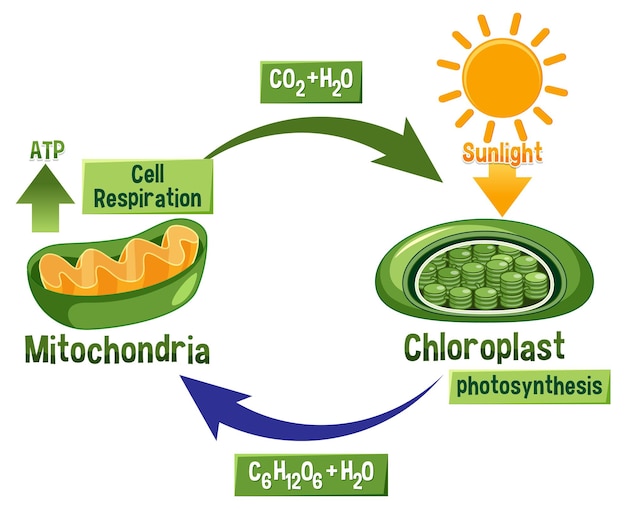 Vecteur diagramme de la photosynthèse et de la respiration cellulaire