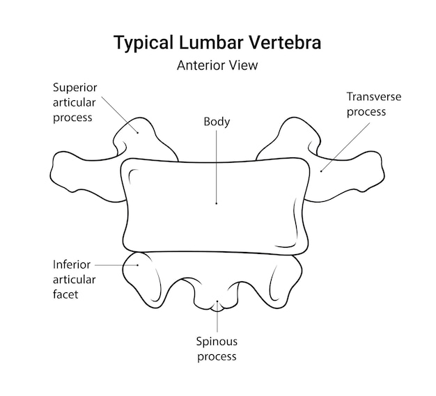 Diagramme schématique d'une vertèbre lombaire typique vue antérieure en style linéaire