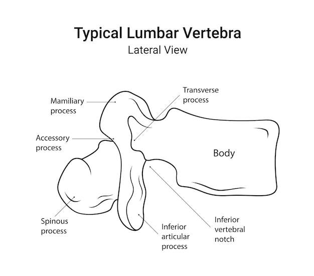 Diagramme schématique d'une vue latérale typique des vertèbres lombaires en style linéaire