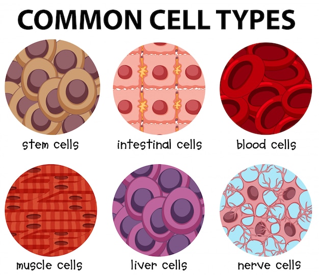 Diagramme Des Types De Cellules Communs