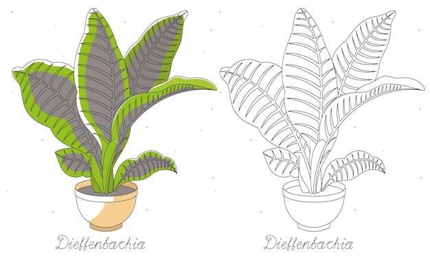 Vecteur dieffenbracia flower in pot color and line vector botany