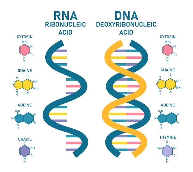 Différences entre l'ADN et l'ARN